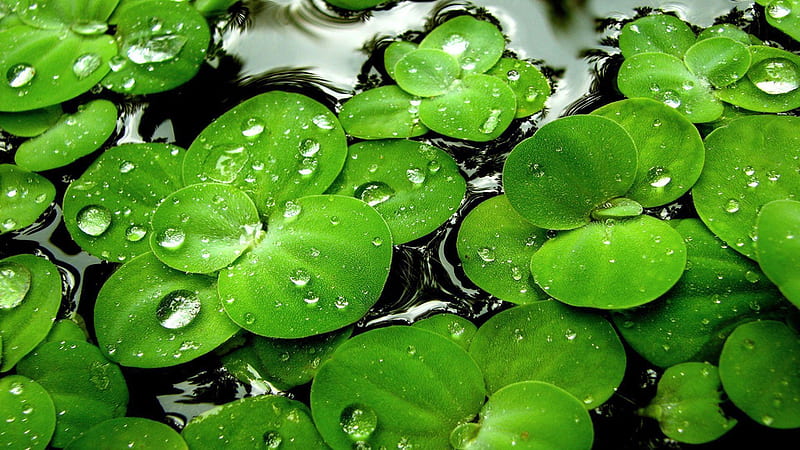 Four Leaf Clover On Water With Water Drops On Leaves Four Leaf Clover, HD wallpaper