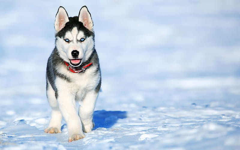 Husky, winter, puppy, dogs, Siberian Husky, Chukcha, pets, cute animals, HD wallpaper