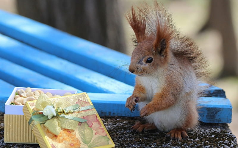 Thanks for the gift, cute, food, squirrels, box, funny, gift, animals, HD  wallpaper | Peakpx