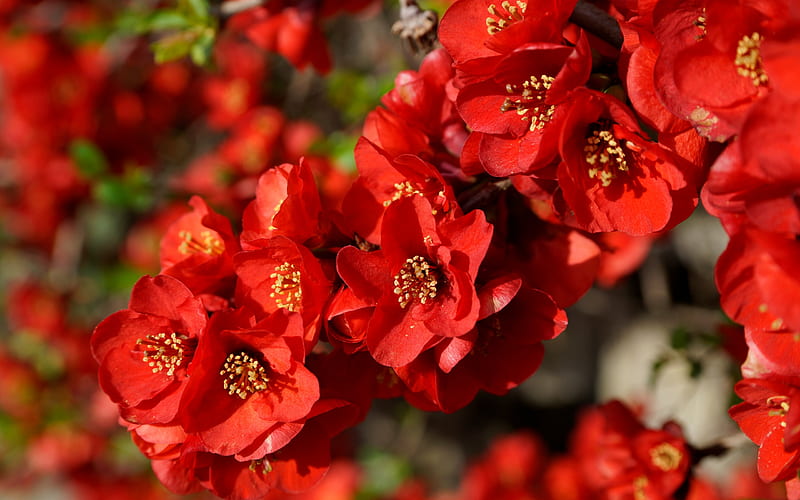 Quince blossom, blossom, primavara, red, quince, flower, spring, HD ...