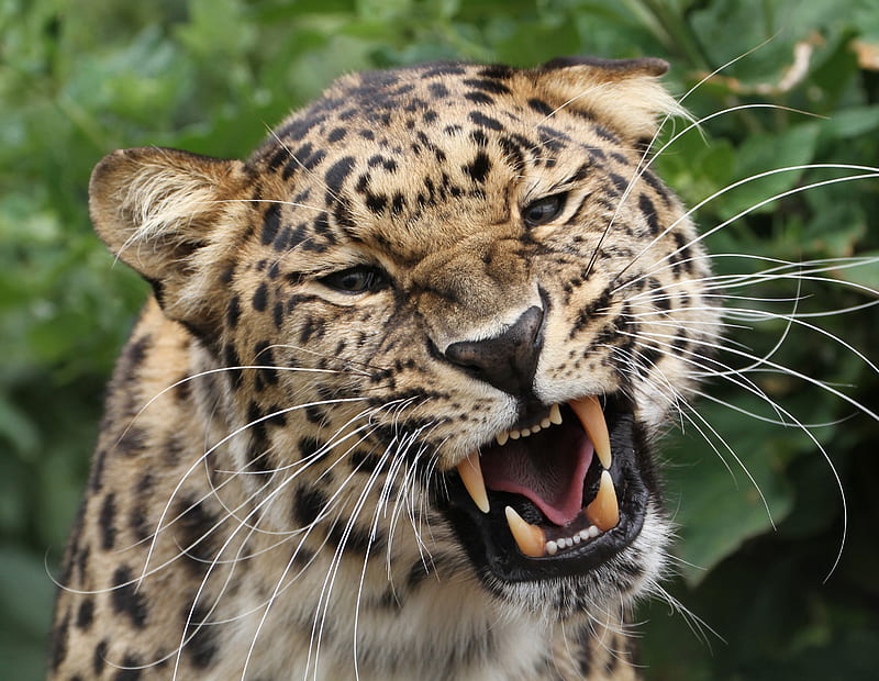 leopard, grin, predator, big cat, wildlife, HD wallpaper