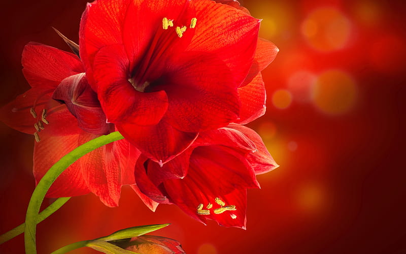 Amaryllis, pretty, lovely, background, flower, bonito, HD wallpaper