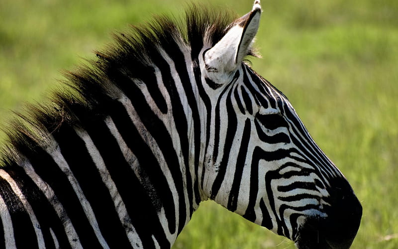 Zebra-Animal, HD wallpaper