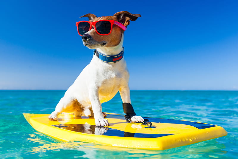 Cool puppy, caine, yellow, animal, sea, sunglasses, water, jack russell terrier, summer, funny, puppy, dog, blue, HD wallpaper