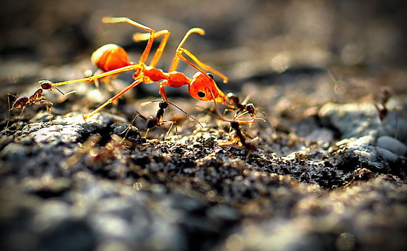 Ant, black, red, workers, HD wallpaper