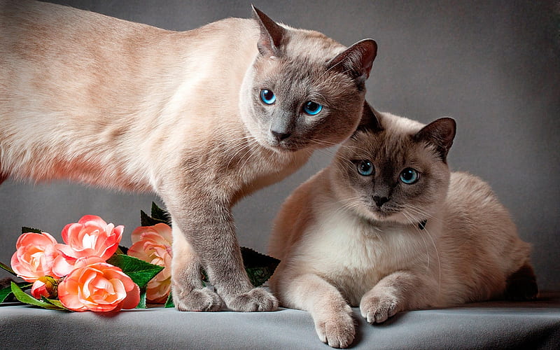 Siamese cat, cute animals, pets, brown cats, short-haired breeds of cats, blue eyes, cats, HD wallpaper