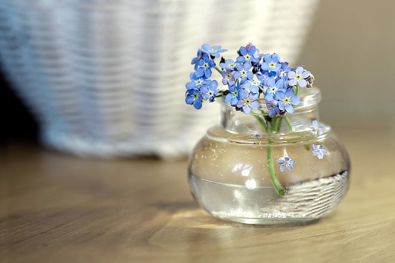 Forget-Me-Not, flower, glass, bottle, jar, forget me not, HD wallpaper