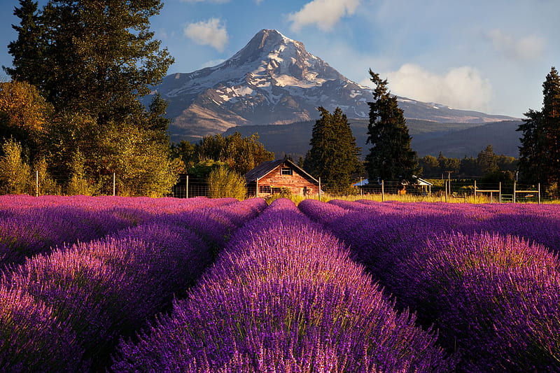Summer lavender, Lavender, Farm, House, Valley, HD wallpaper