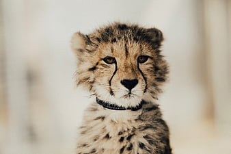 Baby Cheetah, cheetah, animals, HD wallpaper