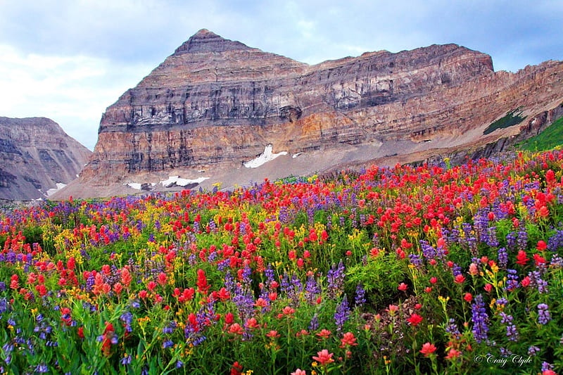 Flowers of Timpanogos, rocks, pretty, colorful, bonito, mountain, cliffs, wildflowers, Utah lovely, spring, sky, trees, bluebells, lupine, slope, summer, HD wallpaper