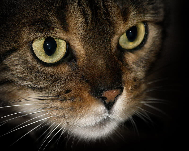 Bengal Cat, dark, eyes, green, tiger, whiskers, HD wallpaper