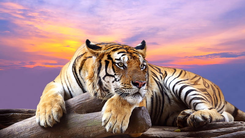 Predator Tiger Sunset, tiger, predator, animals, HD wallpaper