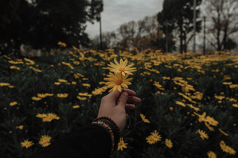 person holding yellow daisy flowers, HD wallpaper