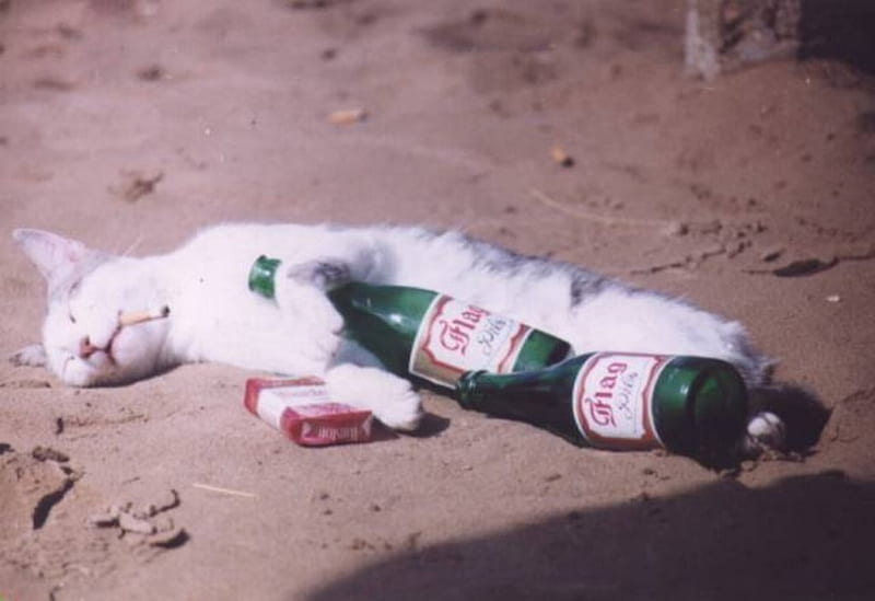Drunk Cat, lying, drunk, cigarettes, beer, cat, bottles, street, HD wallpaper