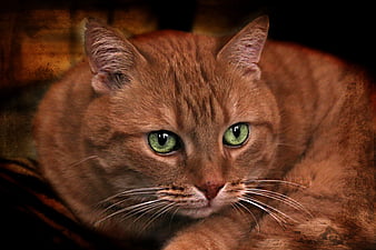 Page 8  HD ginger cats wallpapers  Peakpx