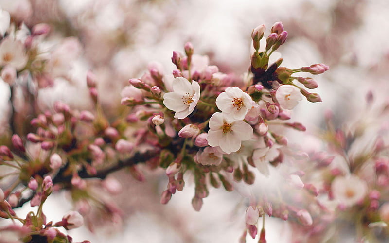 cherry blossom, spring, pink flowers, cherry blossom branch, spring background, HD wallpaper
