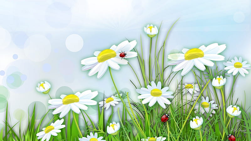 Chamomile Field, wild flowers, grass, spring, sky, ladybug, lady bugs, summer, chamomile, daisy, HD wallpaper
