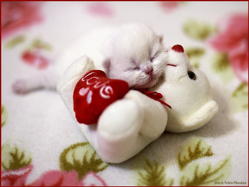 Happy Valentine's day Carmen, love, toy, Kitten, white, sleeping, sweet, HD wallpaper