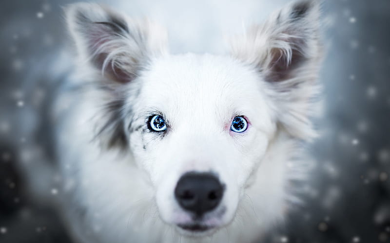 Australian Shepherd Dog, large blue eyes, white fluffy dog, Aussie, blur, cute animals, dogs, HD wallpaper