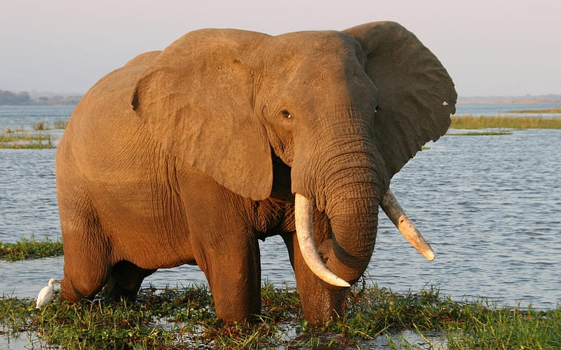 Zambezi Elephant-animal, HD wallpaper