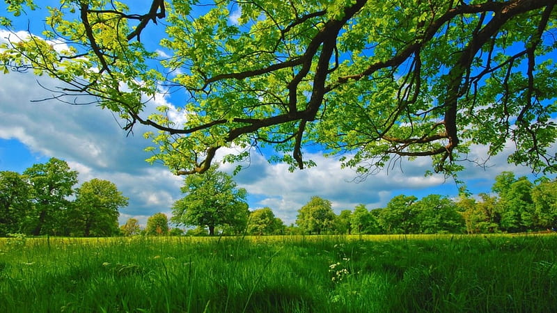 ~Nature~, grass, summer, trees, branches, meadow, HD wallpaper