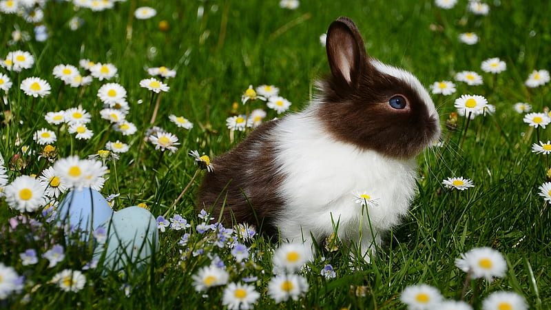 White Black Rabbit Is Sitting On Grasses With Flowers Rabbit, HD wallpaper