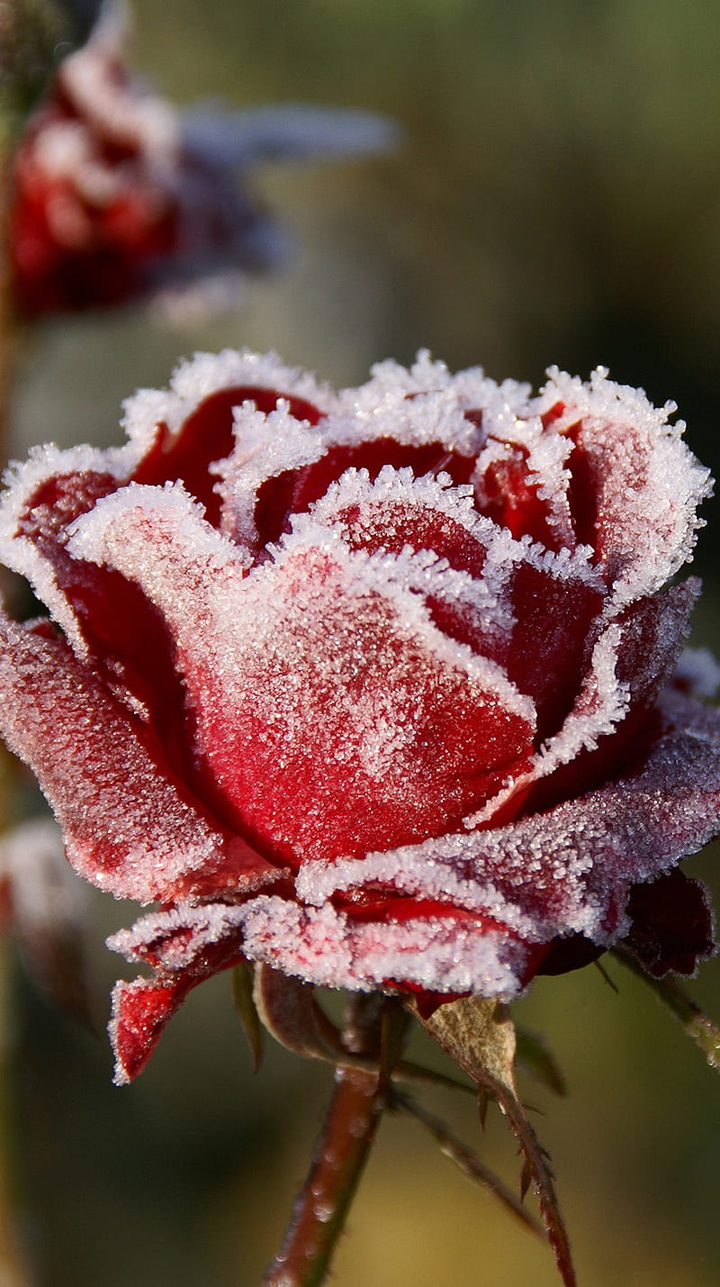 Frozen Rose, flower, frozen, HD phone wallpaper