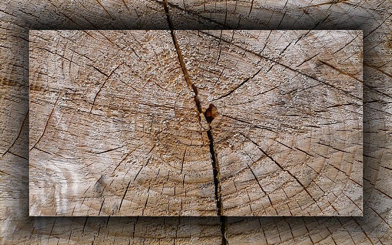 Chopping Block, , tree, brown, washington, wood, winter, HD wallpaper