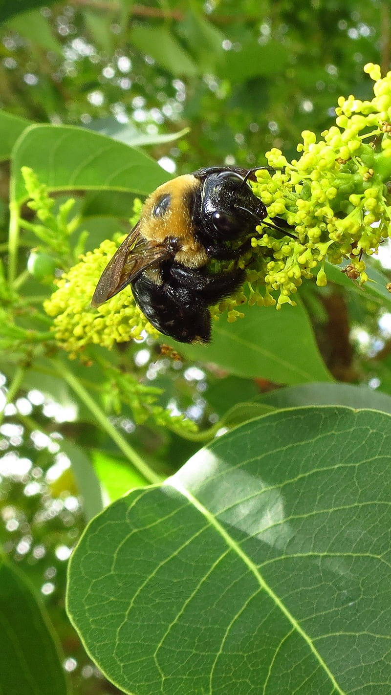 Bumblebee, orro, animal, hymenoptera, insect, nature, HD phone wallpaper