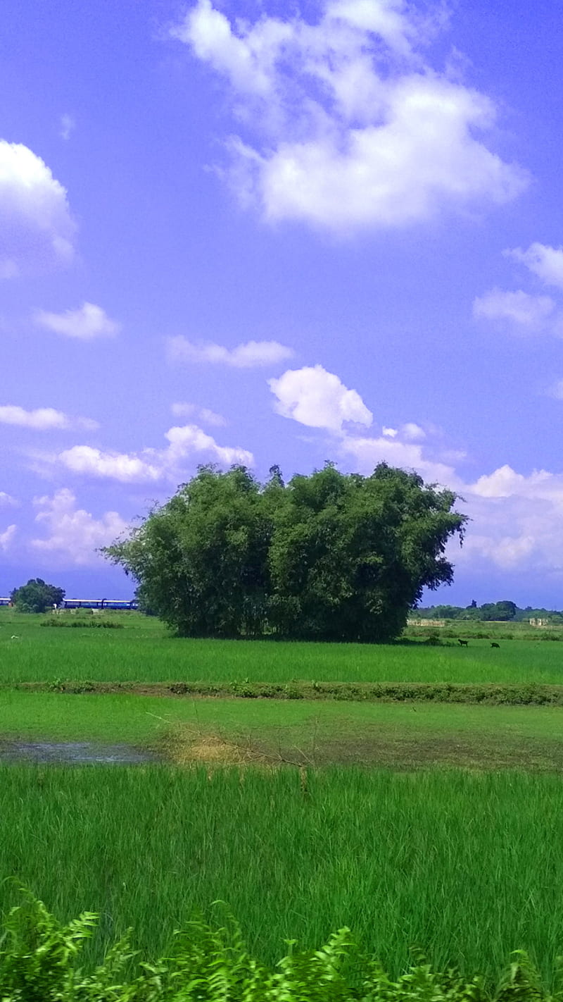 Nature Of Bangle, green, HD phone wallpaper