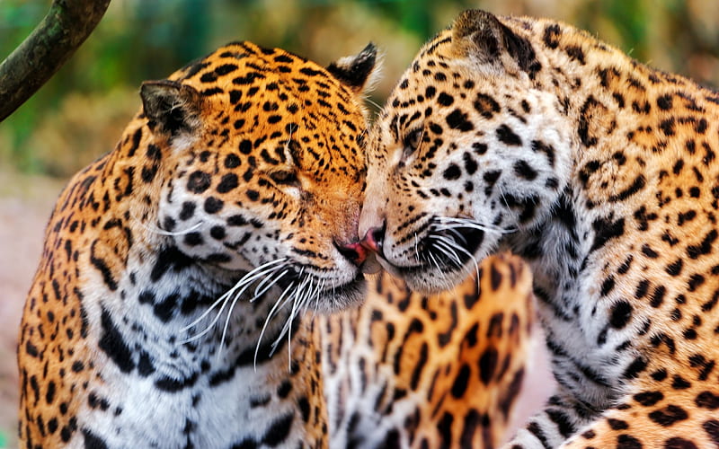 jaguars couple wildcat-Animal, HD wallpaper