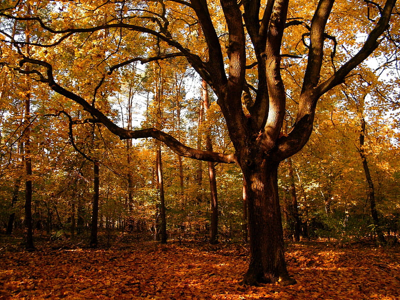 oak, color, autumn, leaf, HD wallpaper
