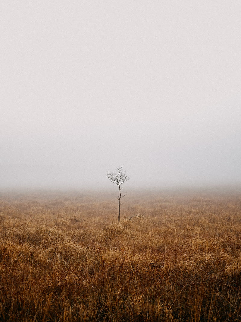 tree, field, fog, alone, nature, HD phone wallpaper