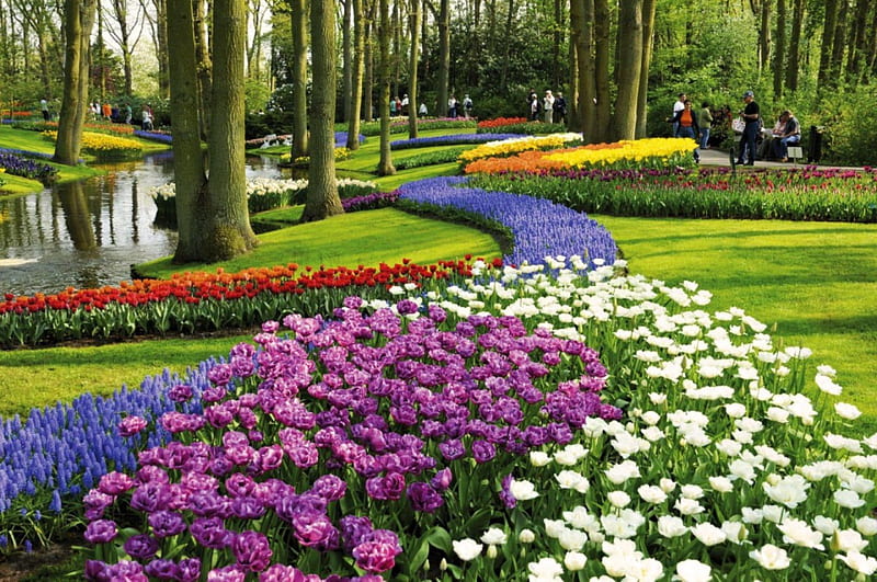 Keukenhof Park in Spring, netherlands, hyacinths, water, springtime, colors, tulips, trees, HD wallpaper