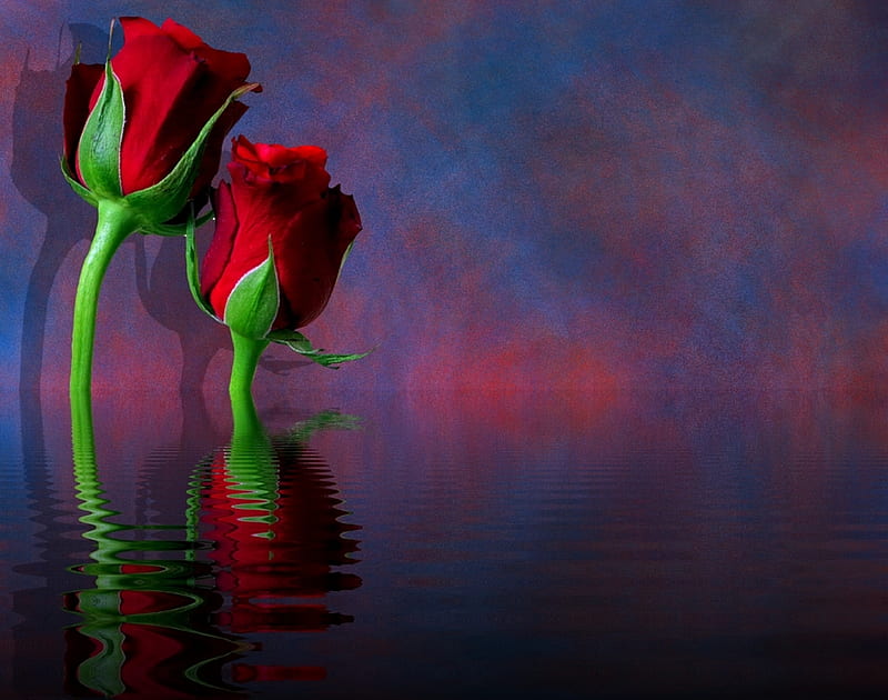 Roses, Water, Rose, Red, Other, HD wallpaper
