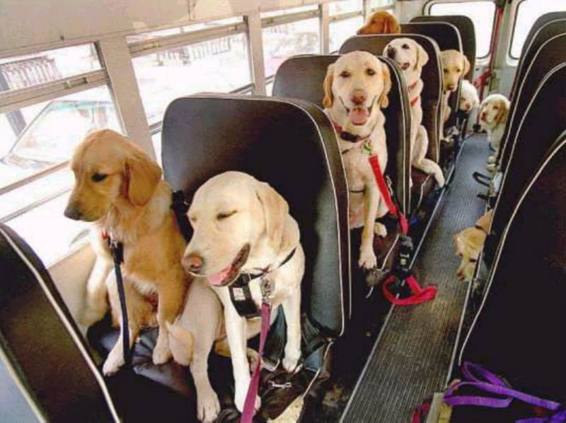 going to school, shcool bus, animals, dogs, HD wallpaper