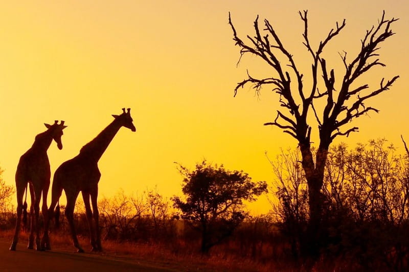 GIRAFFE KNP, bushveld, sundown, savannah, silouettes, trees, giraffe, animals, africa, HD wallpaper