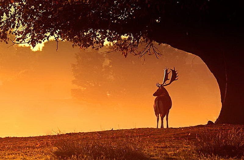 Fallow deer, antlers, tree, sunset, light, HD wallpaper