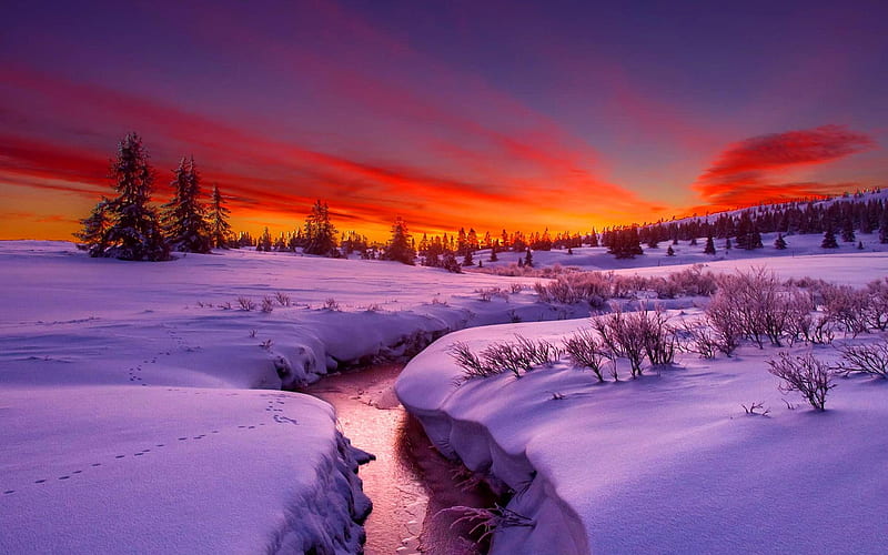 Creek in a Snow Covered Forest, forest, arctic, horizon, creek, sky, snow, zing, nature, sunrise, streams, HD wallpaper