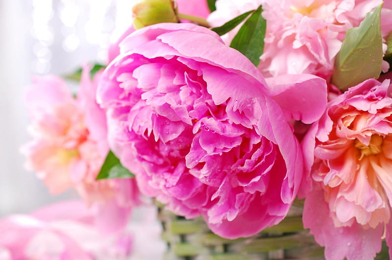 Beautiful Pink Peony, peony, still life, wicker basket, petals, pink, HD wallpaper