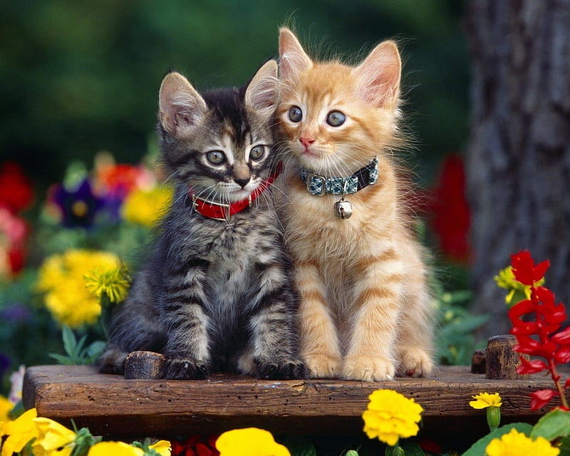 Two Cute Kittens, cute, collar, orand, gray, two, tabby, kittens, bell, HD wallpaper