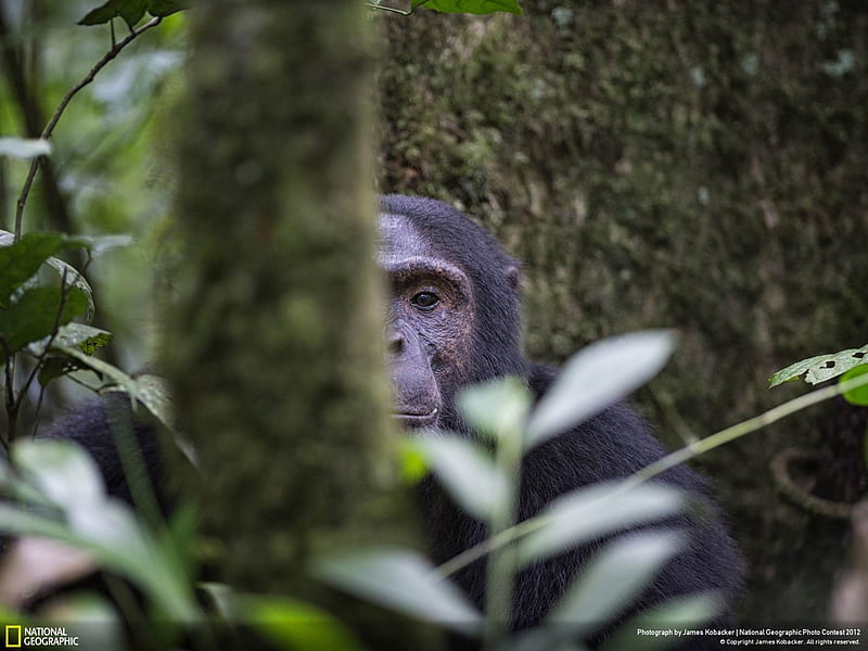 Chimp in Uganda-2012 National Geographic graphy, HD wallpaper