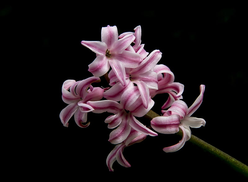 1,000+ Free Hyacinth & Nature Images - Pixabay