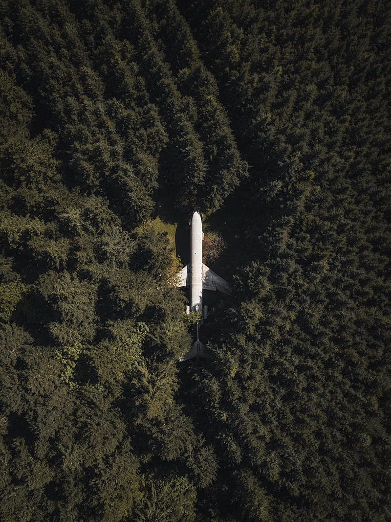 airplane, forest, aerial view, trees, treetops, HD phone wallpaper