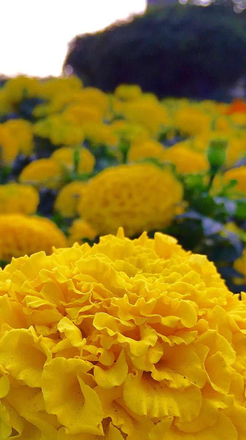 Flowers, beauty, flower, fresh, garden, park, yellow, HD phone wallpaper
