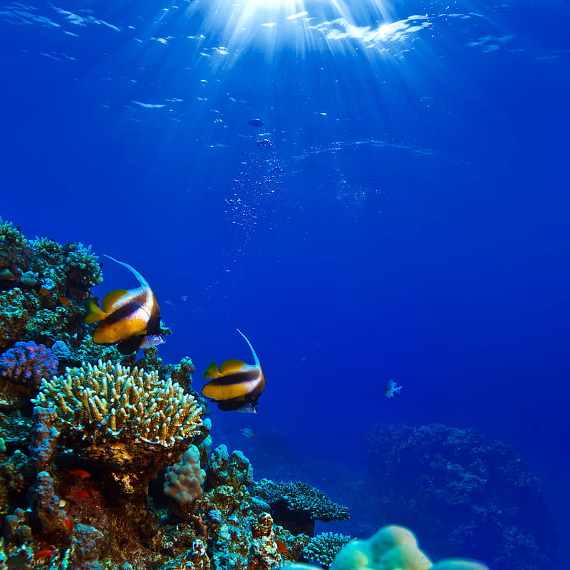 Underwater, coral, fish, ocean, undersea, HD phone wallpaper