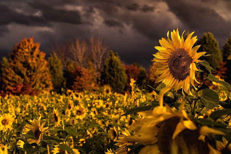 Sunflowers Thunderstorm Nature Trees Flowers Fog Hd Wallpaper