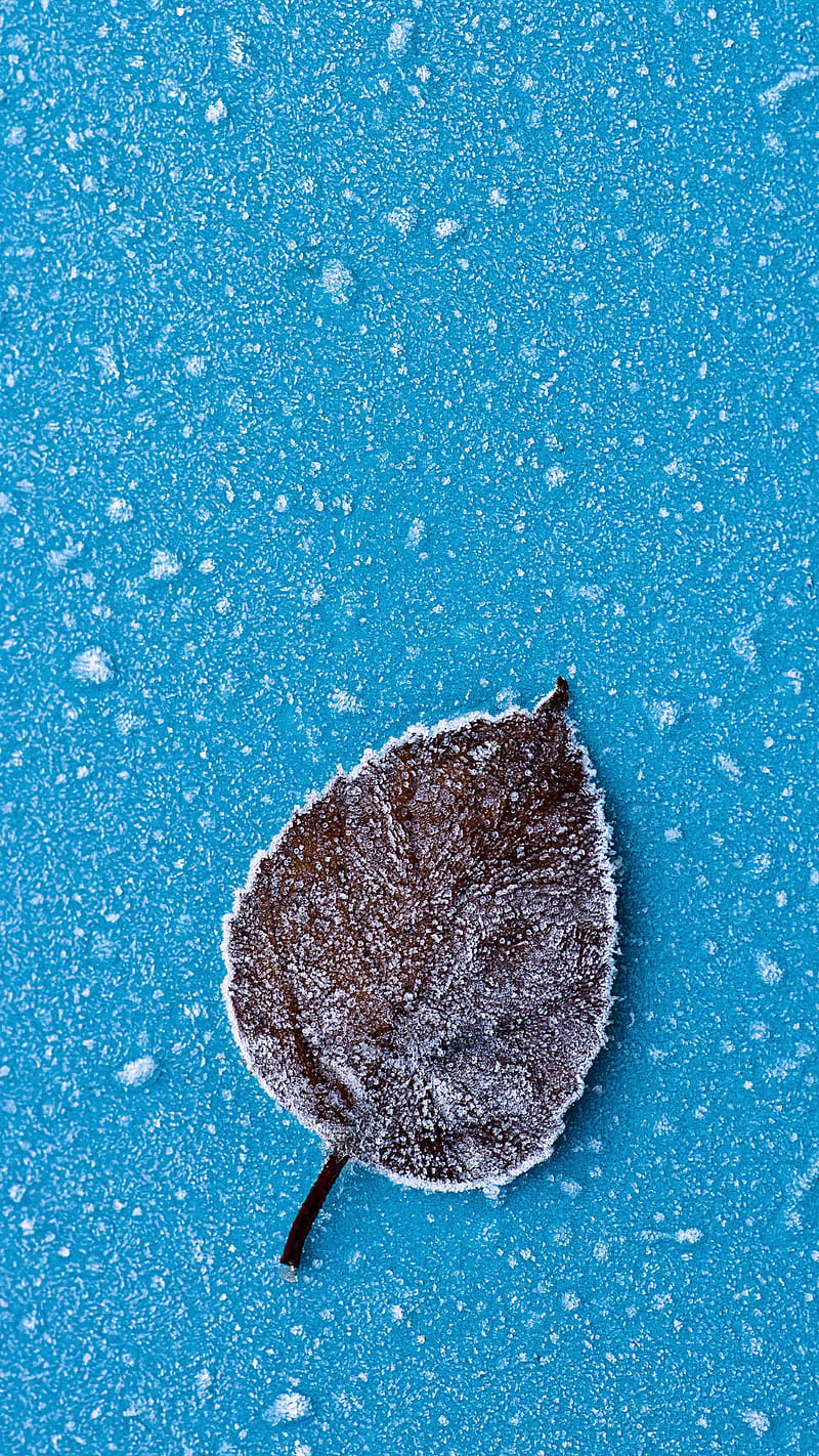 Leaf, blue, drops, ice, nature, HD phone wallpaper