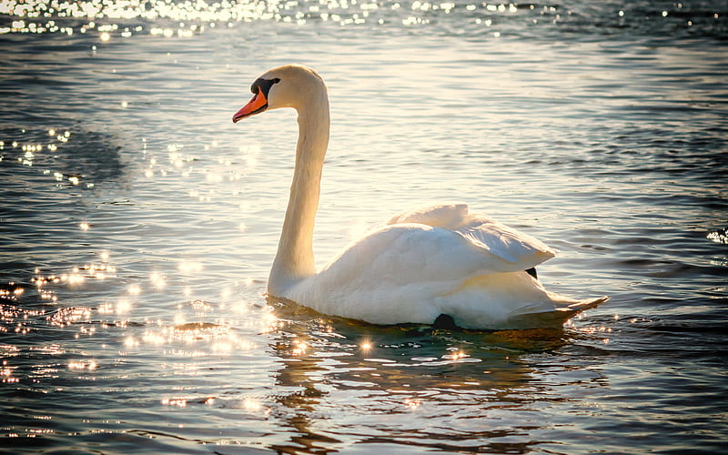 white swan, lake, white bird, swans, Cygnini, HD wallpaper
