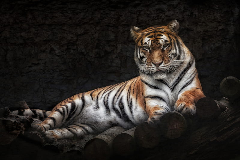 Tiger, black, animal, relax, HD wallpaper